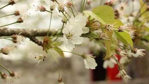Cherry Blossom Stock Footage 240657851