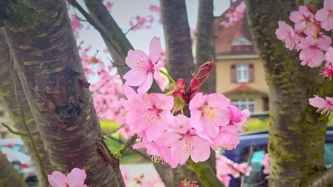 Cherry Blossom Stock-Footage 271124718