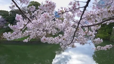 Cherry blossom Stock Footage 286723034