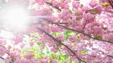 Cherry blossom Stock Footage 286723069