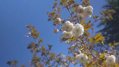 Cherry blossom Stock Footage 286723110