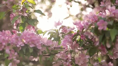 Cherry blossom Stock Footage 286723159