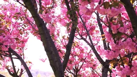 Cherry blossom Stock Footage 286723214