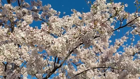 Cherry blossom Stock Footage 309288786