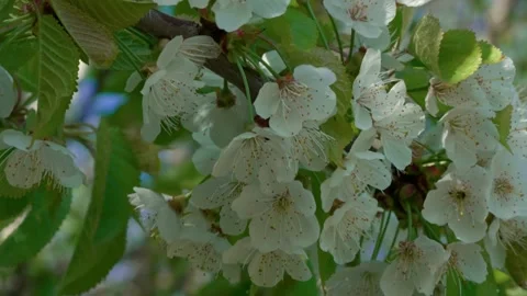 Cherry blossom Stock Footage 315205998