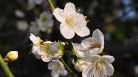 Cherry Blossom Stock Footage 317327302