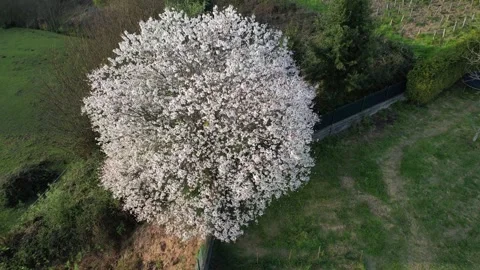 CHERRY BLOSSOM Stock Footage 318373351