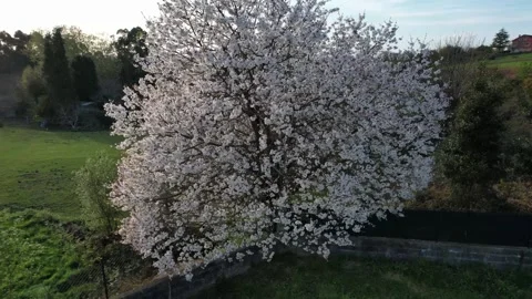 CHERRY BLOSSOM Stock Footage 318373637