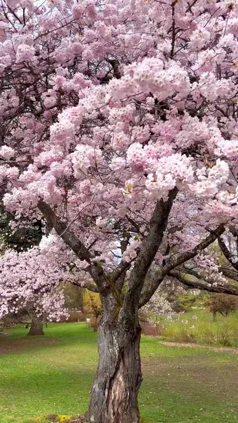CHERRY BLOSSOM Stock Footage 322941680
