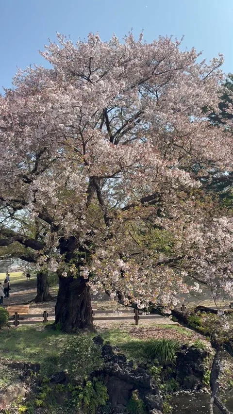 CHERRY BLOSSOM Stock Footage 322941698