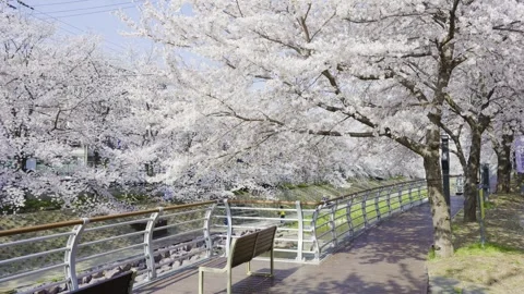 Cherry Blossom Video stock 332908681