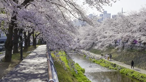 Cherry Blossom Video stock 332908736