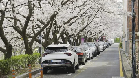 Cherry Blossom Video stock 332908793