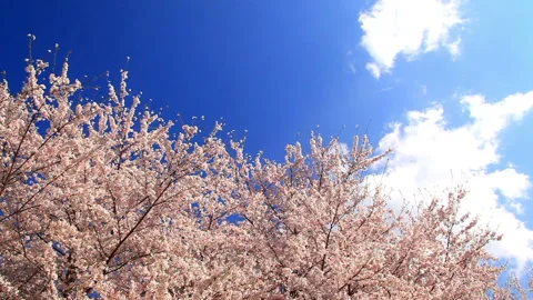 Cherry Blossom Forest, Flowing Clouds, and Sakura Petals 스톡 동영상 330313572