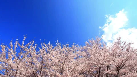 Cherry Blossom Forest, Flowing Clouds, and Sakura Petals 스톡 동영상 330313579