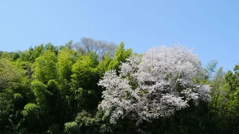 Cherry Blossom Forest Stock Footage 177262267