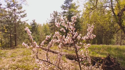 Cherry blossom in the forest Stock-Footage 242315148