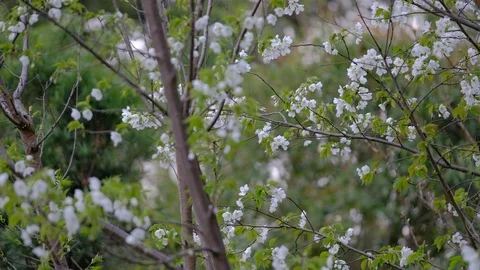 Cherry blossom forest full of white cherry blossoms 스톡 동영상 109419202