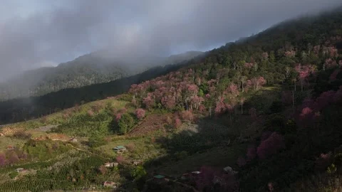 Cherry blossom forest or Mai Anh Dao pink flowers at Mong Dao Nguyen, Dalat.. Stock Footage 326996341
