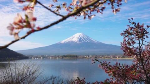 Cherry Blossom Framing Beautiful View of Mt Fuji in Morning in Japan Stock Footage 337695800