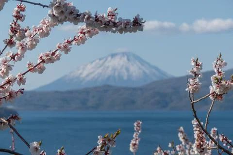 Cherry Blossom framing Mount Yotei Stock Photos
