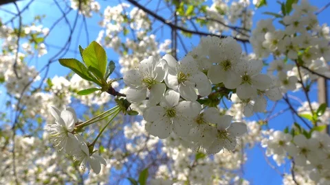 Cherry Blossom In Front Of A Clear Blue Sky. White Spring Blooming Flowers. Stock Footage 128853291