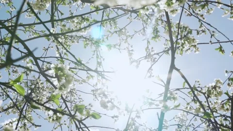 Cherry Blossom Fruit Trees in Sunlight and Sun with Beams and Glare on a Bright  Stock Footage 183365542