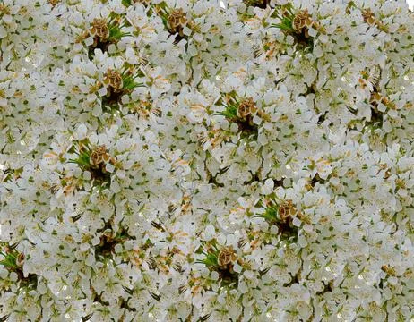 Cherry blossom in full bloom. clusters on a cherry tree branch, fading in t.. 写真素材