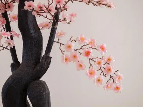 CHERRY BLOSSOM IN FULL BLOOM Stock Photos