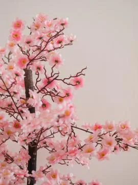 CHERRY BLOSSOM IN FULL BLOOM Stock Photos