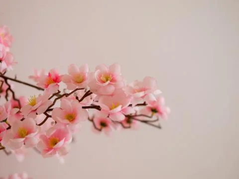 CHERRY BLOSSOM IN FULL BLOOM Stock Photos