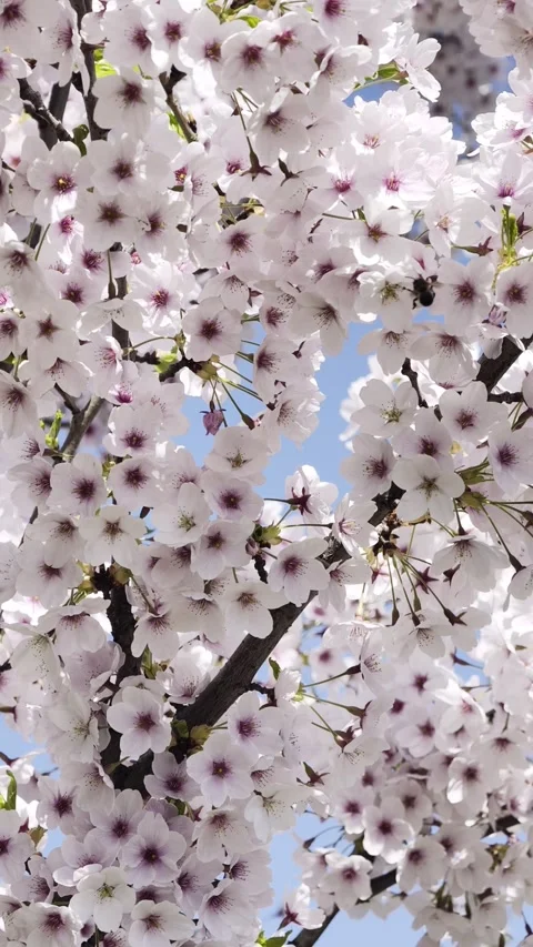 Cherry blossom full bloom sakura Vertical 4K Dolby Vision HDR video Stock Footage 332351621
