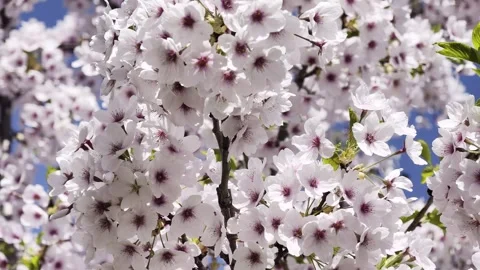 Cherry blossom full bloom sakura 4K Dolby Vision HDR video Stock Footage 332351676