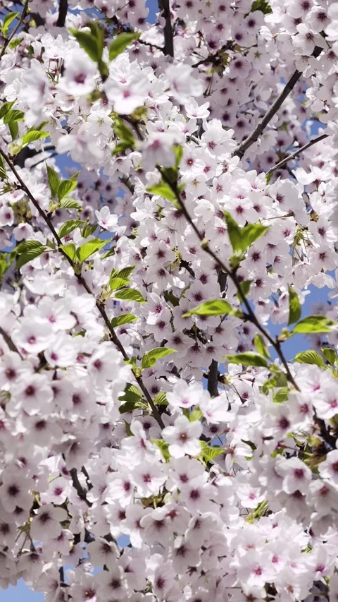 Cherry blossom full bloom sakura Vertical 4K Dolby Vision HDR video Video stock 332351682