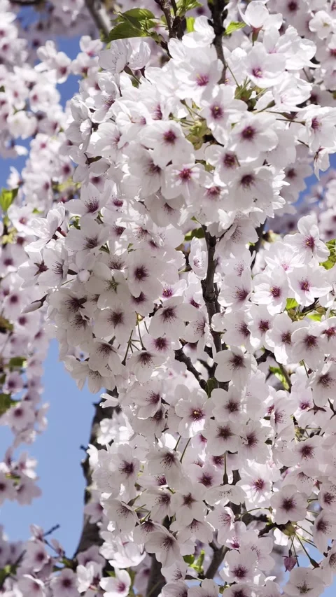 Cherry blossom full bloom sakura Vertical 4K Dolby Vision HDR video Video stock 332351690
