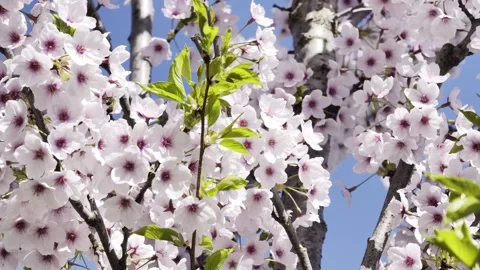 Cherry blossom full bloom sakura 4K Dolby Vision HDR video Video stock 332351736