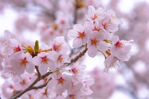 Cherry blossom full bloom in spring season. Stock-Fotos
