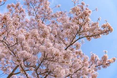 Cherry blossom full bloom in spring season. Stock Photos