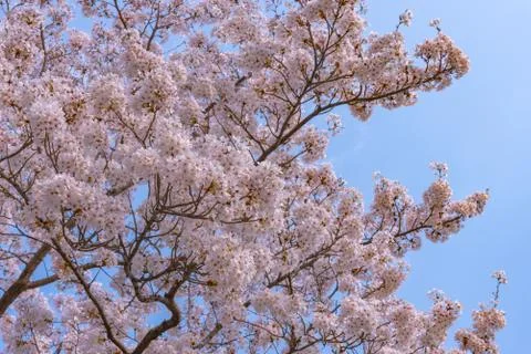 Cherry blossom full bloom in spring season. Stock Photos