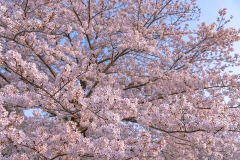 Cherry blossom full bloom in spring season. Stock Photos