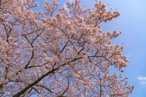 Cherry blossom full bloom in spring season. Stock Photos