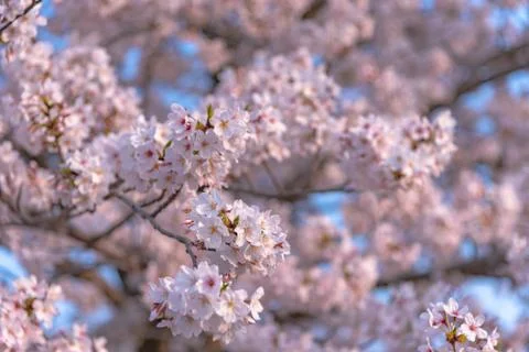 Cherry blossom full bloom in spring season. Stock Photos