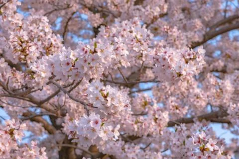 Cherry blossom full bloom in spring season. Stock-Fotos