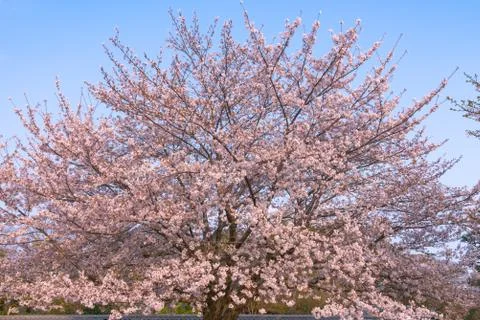 Cherry blossom full bloom in spring season. Foto stock