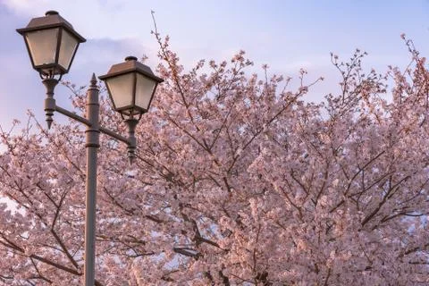 Cherry blossom full bloom in spring season. 스톡 사진