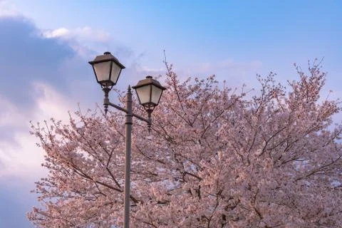 Cherry blossom full bloom in spring season. 스톡 사진