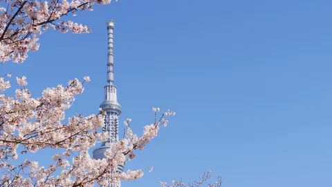 Cherry blossom full boom in spring and Tokyo sky tree Stock Footage 123576126