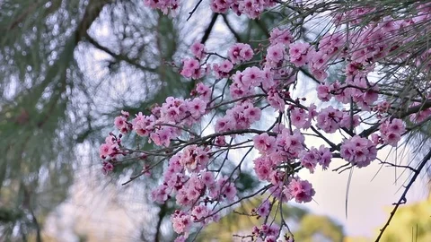 Cherry Blossom in Full HD Stock Footage 82986182