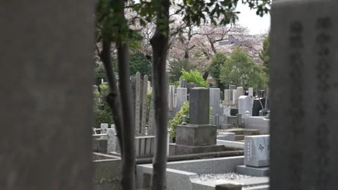 Cherry Blossom in the Graveyard pull focus to tombstone - Yanaka Cemetary Vídeo Stock 242170321