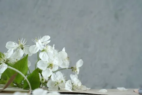 Cherry blossom on grey background Stock Photos